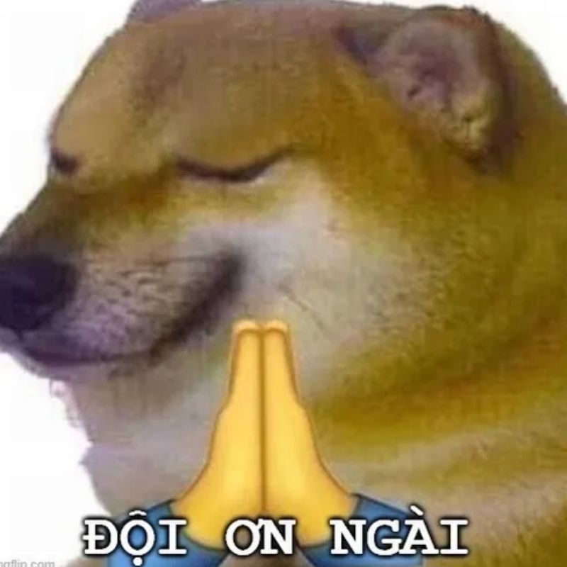 Meme biết ơn đến hết đời hài hước