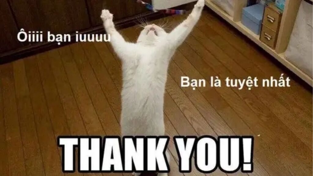 Meme cảm ơn đáng yêu để gửi trong tin nhắn