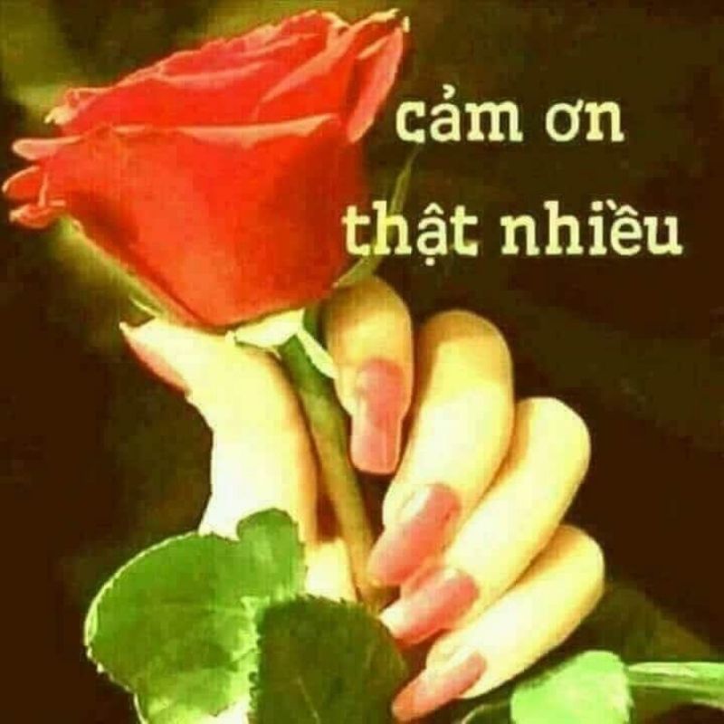 Meme cảm ơn hoa hồng dễ thương