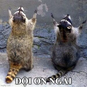 Meme đội ơn cứu mạng hài hước