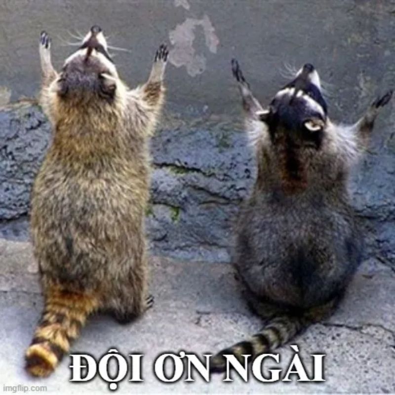 Meme đội ơn cứu mạng hài hước