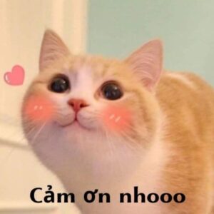 Meme mèo cảm kích mắt tròn