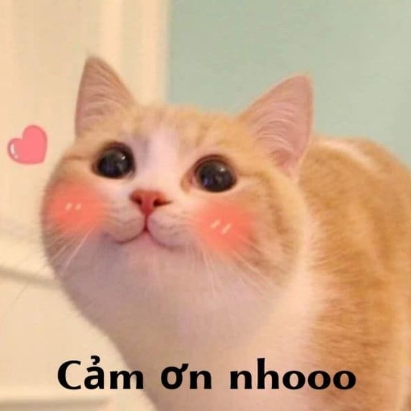 Meme mèo cảm kích mắt tròn