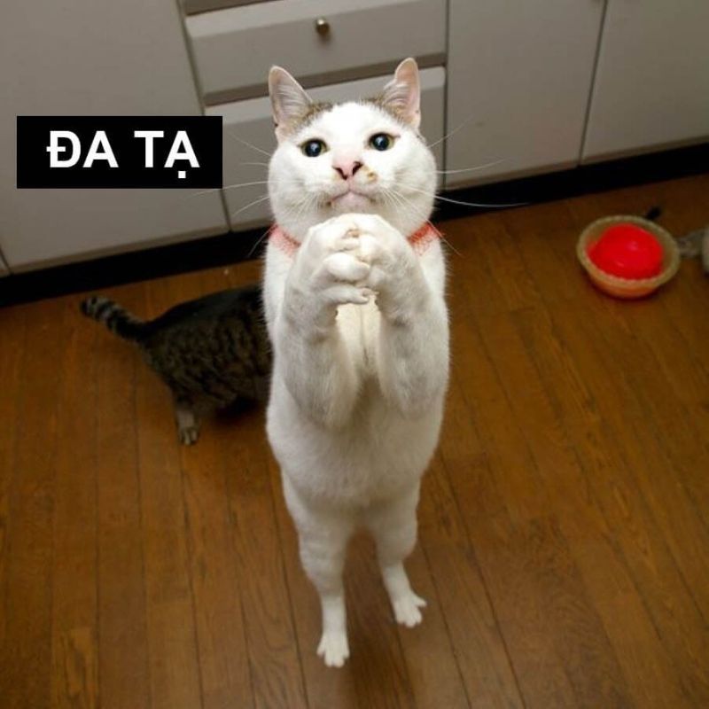 Meme mèo cảm ơn chắp tay