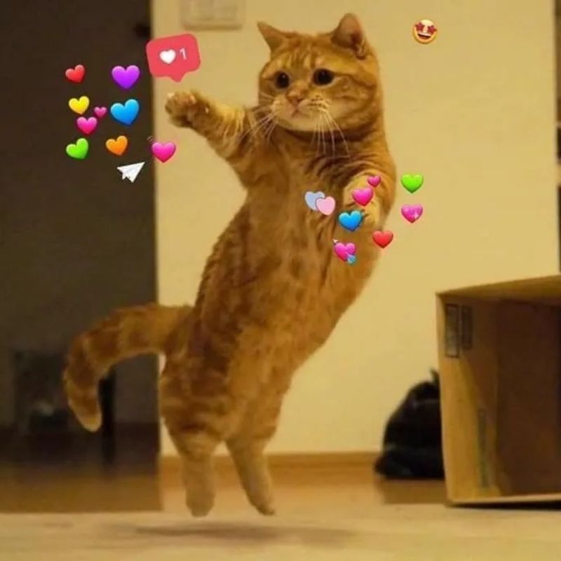 Meme mèo cúi đầu cảm ơn đáng yêu