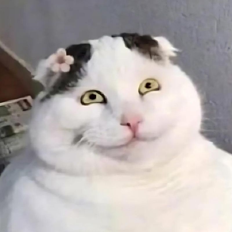 Meme mèo cười hài hước
