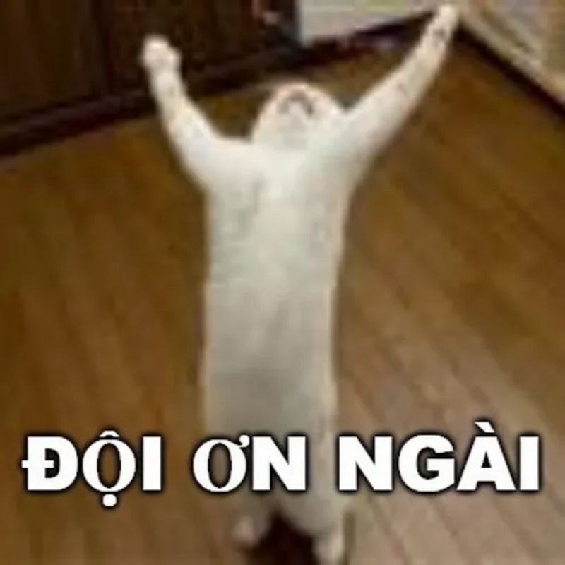 Meme mèo đội ơn hài hước