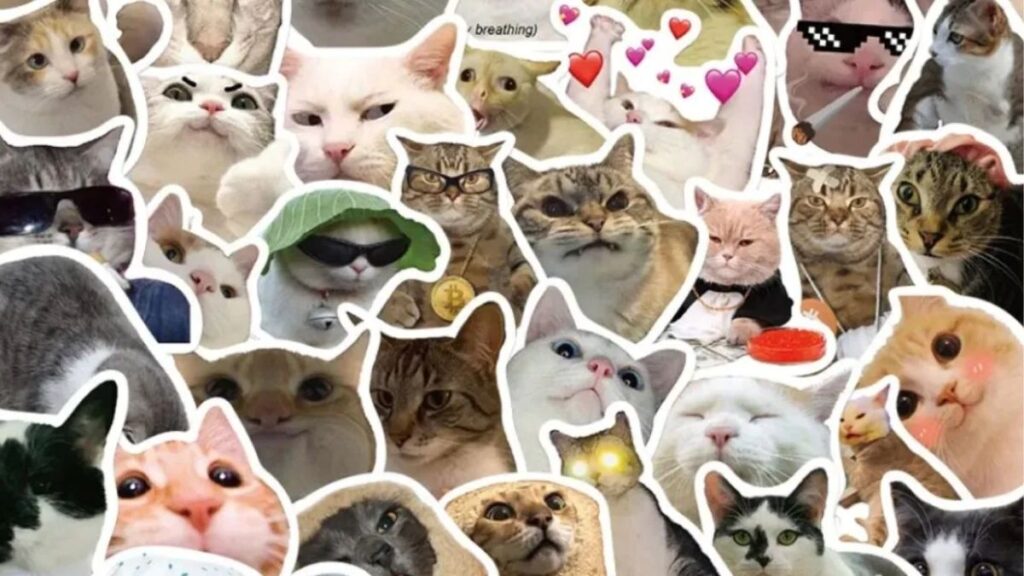 Meme mèo hài hước cute bựa và vô tri