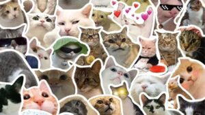 Meme mèo hài hước cute bựa và vô tri