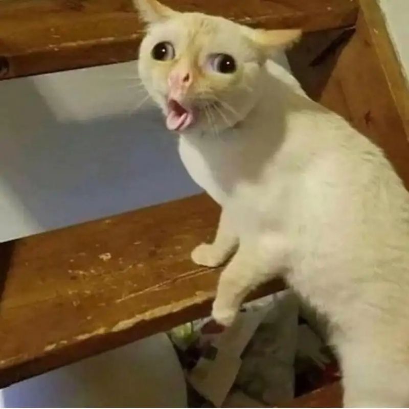 Meme vô tri hài hước