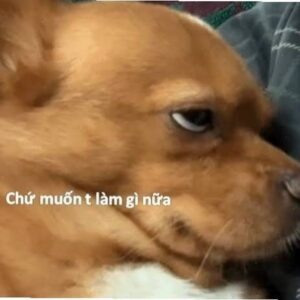 Meme chó bất lực nằm bẹp