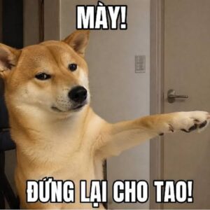 Meme chó chỉ tay reaction