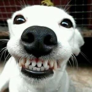 Meme chó cười hài hước