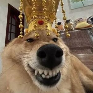 Meme chó cười nhe răng