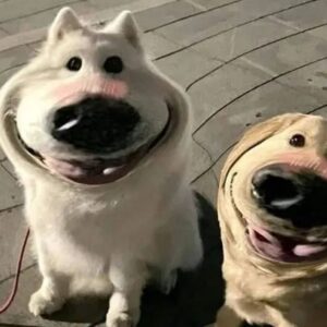 Meme chó cute dễ thương