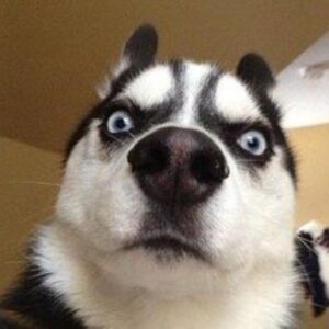 Meme chó cute ngáo với ánh mắt ngơ ngác