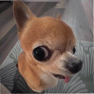 Meme chó gắt tức giận