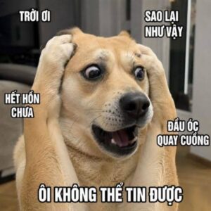 Meme chó dùng khi nhắn tin