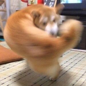 Meme chó Shiba cơ bắp