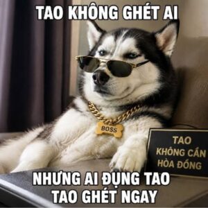 Cách chọn meme chó theo tình huống