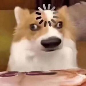 Meme chó vô tri nhìn thẳng camera
