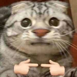 Meme động vật ngại cute và hài hước