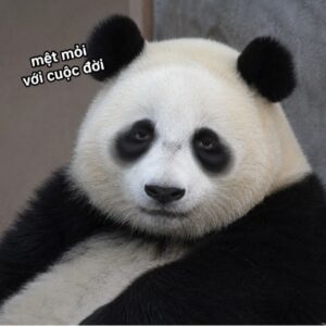 Meme gấu trúc không mặt người với khuôn mặt hoạt hình
