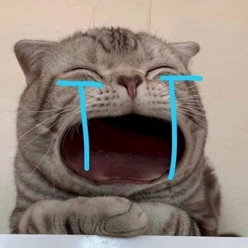 Meme khóc cute với biểu cảm đáng yêu và mắt rưng rưng