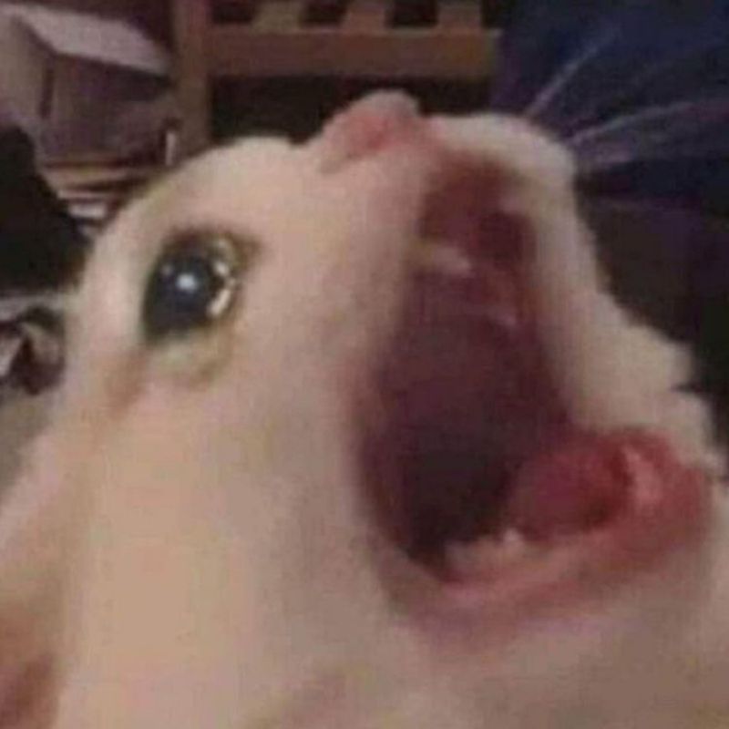 Meme khóc thét với biểu cảm gào khóc dữ dội