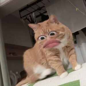 Meme mèo bựa lầy lội với biểu cảm khó đỡ