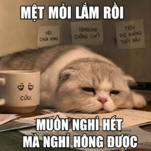 Meme mèo buồn dỗi và bất lực theo từng mood
