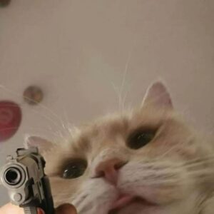 Meme mèo cầm súng với biểu cảm nghiêm túc
