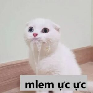 Meme mèo chảy nước miếng vì thèm