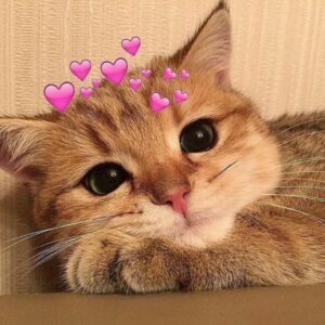 Meme mèo cute với biểu cảm dễ thương