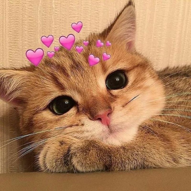 Meme mèo cute với biểu cảm dễ thương