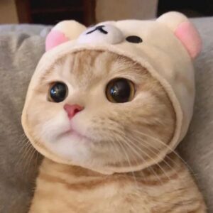 Meme mèo cute mắt tròn nhìn ngây thơ