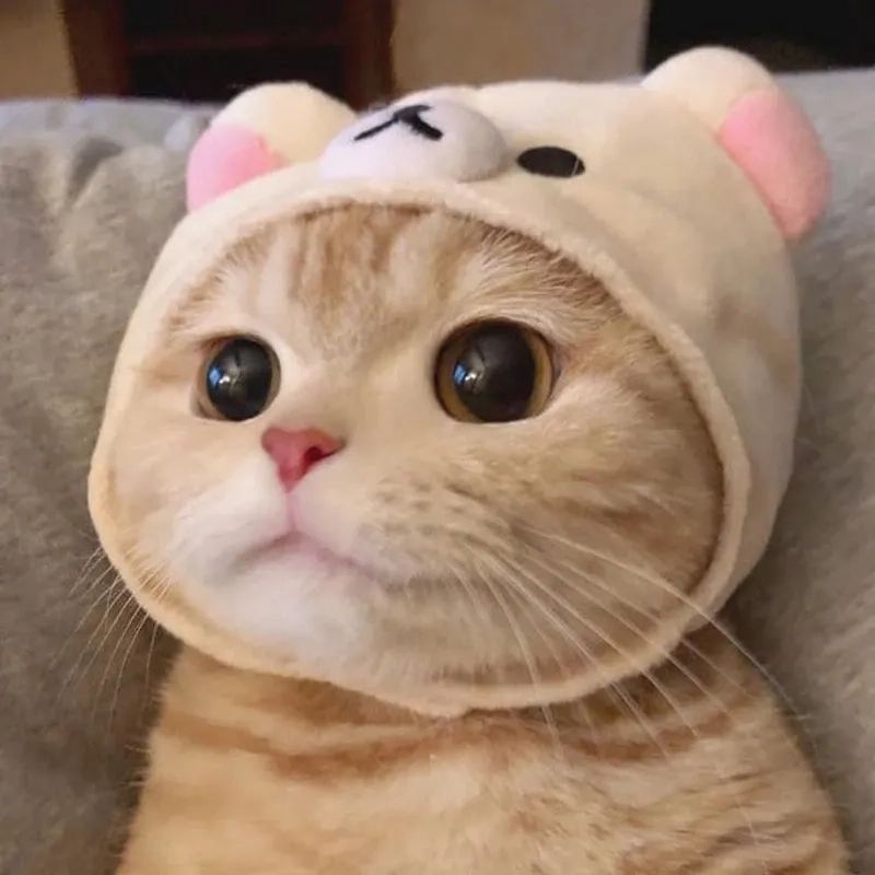 Meme mèo cute mắt tròn nhìn ngây thơ