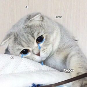 Meme mèo khóc với vẻ mặt tủi thân