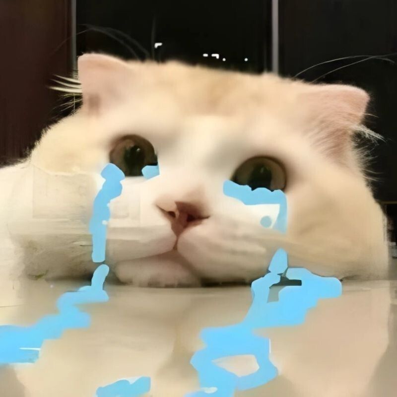 Meme mèo khóc với khuôn mặt rưng rưng đáng thương