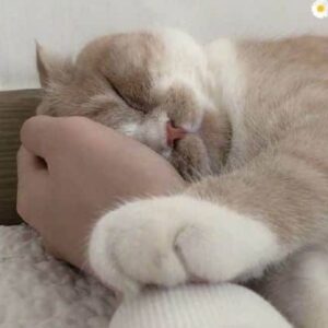 Ảnh meme mèo làm nũng đáng yêu