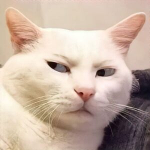 Meme mèo mặt đơ nhìn thẳng camera