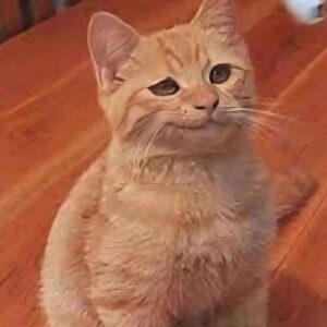 Ảnh chế mèo méo mặt hài hước