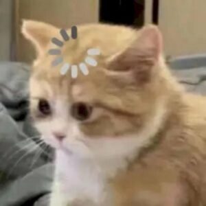 Meme mèo ngơ ngác nhưng dễ thương