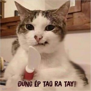 Meme mèo nhìn dữ nhưng vẫn hài hước