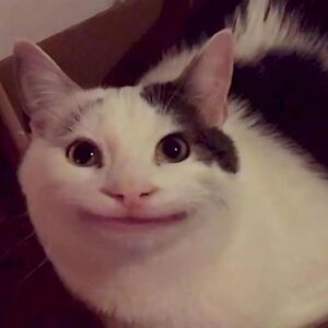 Những meme mèo nổi tiếng thường gặp trên mạng
