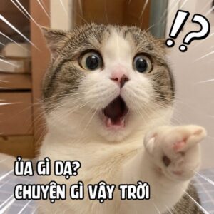 làm nũng dành cho những câu trả lời nhẹ nhàng. Meme mèo reaction dễ thương