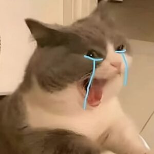 Meme mèo theo cảm xúc từ dỗi đến vui