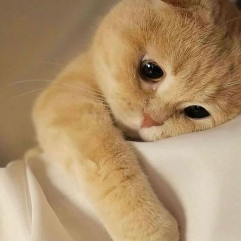 Meme mèo theo từng mood để chọn reaction