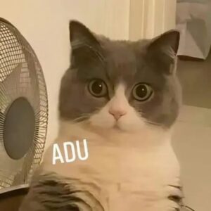Meme mèo trợn mắt nhìn cực kỳ hài