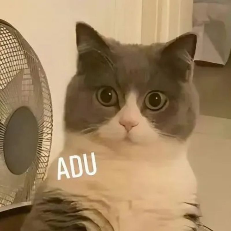 Meme mèo trợn mắt nhìn cực kỳ hài